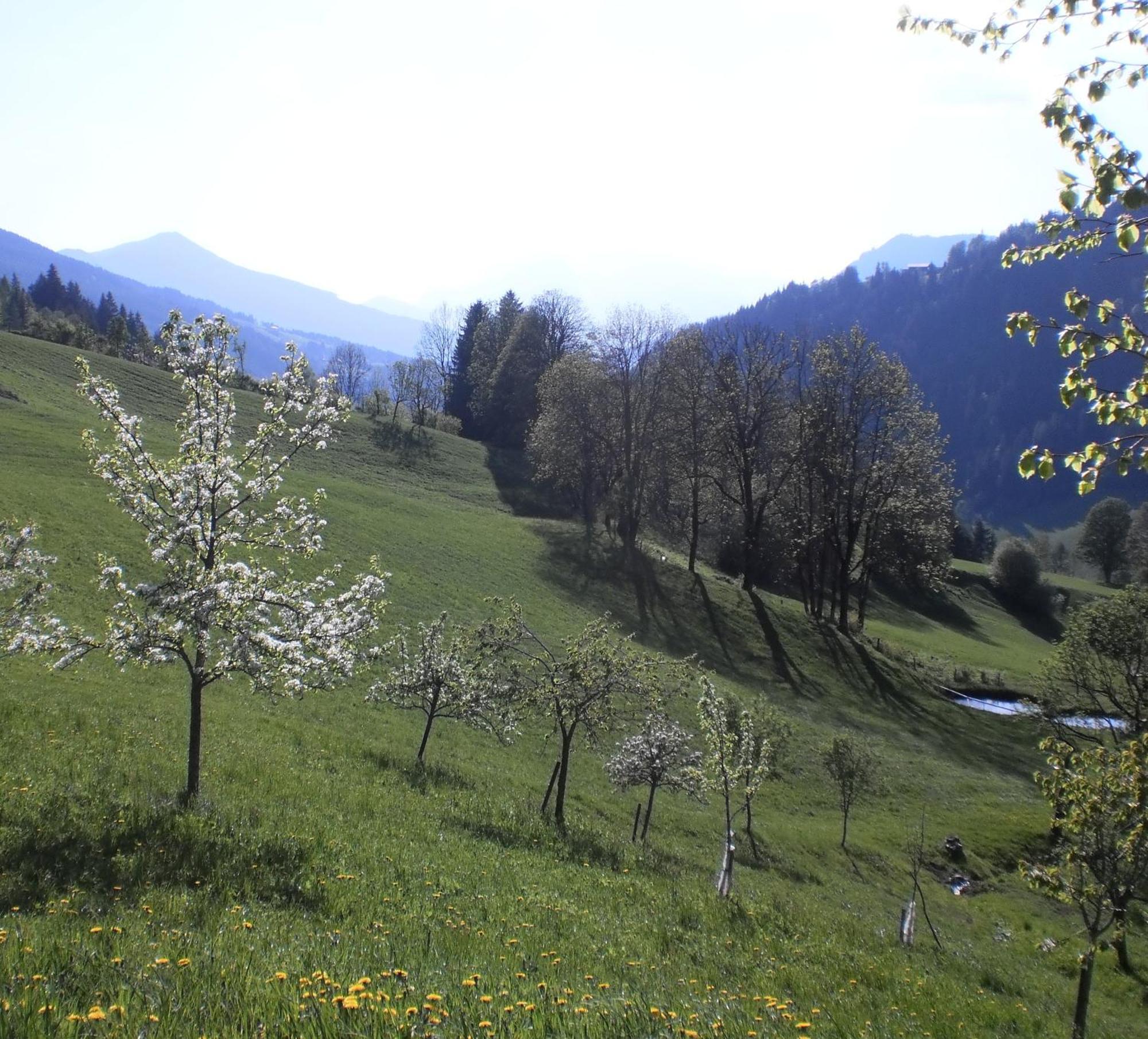 Bio-Bauernhof Nichlgut Villa Eben Im Pongau Kültér fotó